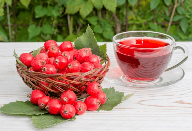The decoction of the Hawthorn